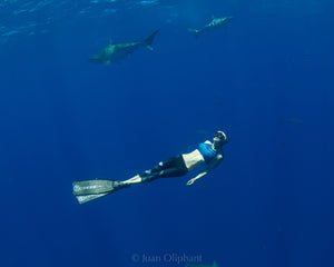 Freestyle Watches Ocean Ramsey Signature Shark Classic Clip Deep Blue Unisex Watch FS101055